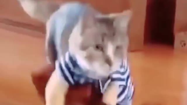 Dancing cat #cat #short #funnycat #cute cat