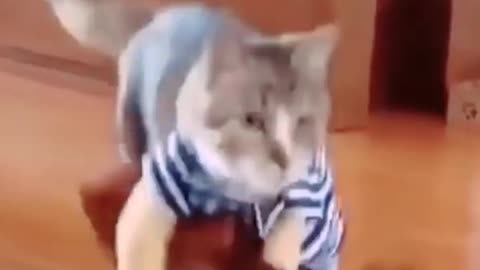 Dancing cat #cat #short #funnycat #cute cat