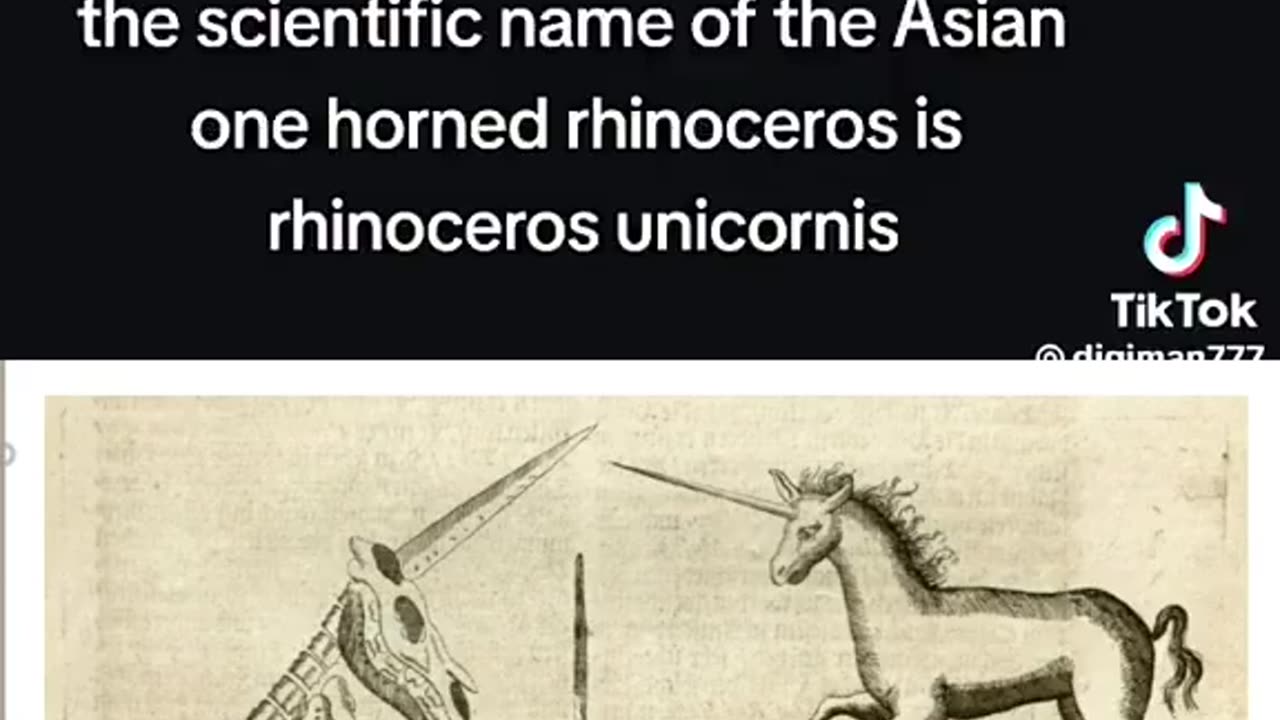 Unicorns are actually Rhinoceros... What? Who decided to change that?