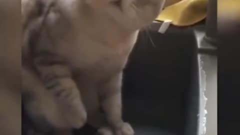 Cat video