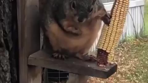 Squirrel eats a lot.