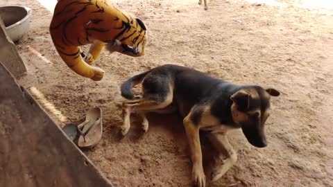 Funny Indian dog with man