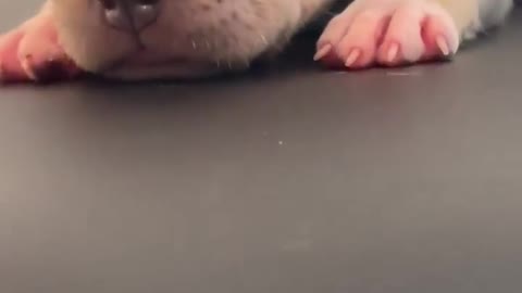 this is sooooo Cute!