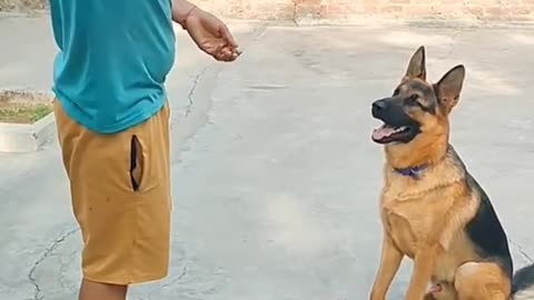 #Dog training video viral