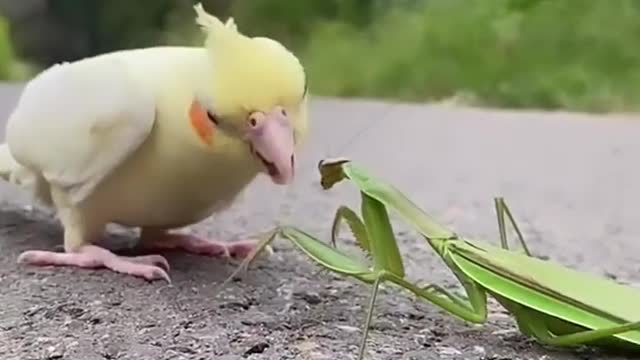 Parrot and grasshopper friendship