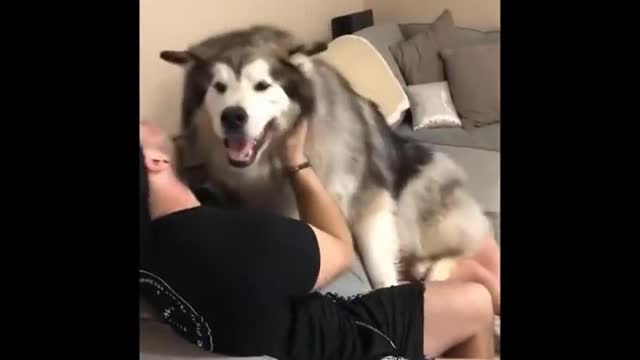 FUNNY HASKY DOGS