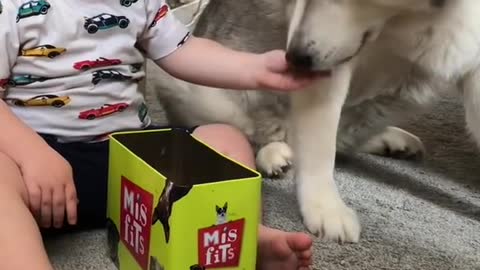 The Full 4 Year Story Of My Husky & Baby Becoming Best Friends!! [WITH MUSIC!]