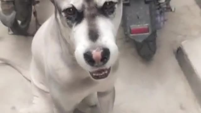 Funny video