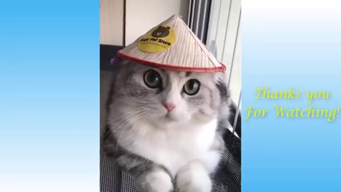 Cute and funny pet and animal