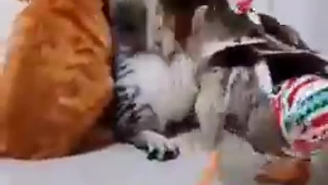 Funny cat