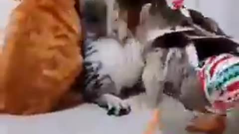 Funny cat