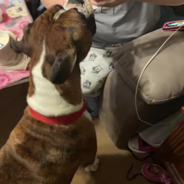 Bentley the Boxer eats ice cream