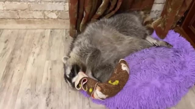 Raccoon loves his favorite bedspread like crazy 3