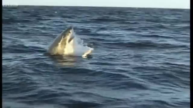 Great White Shark ATTACK | Predators | BBC Earth