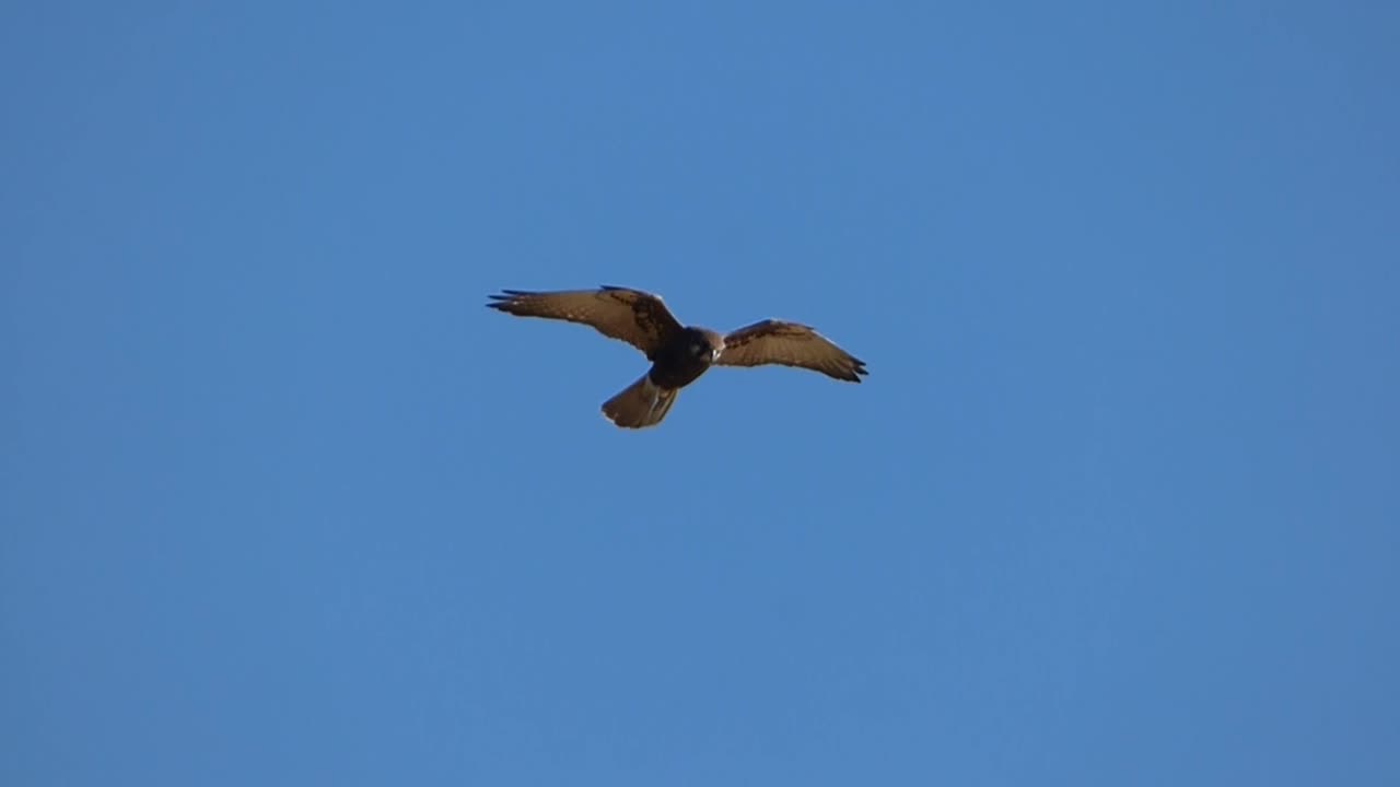 A brown hawk soars in the sky...