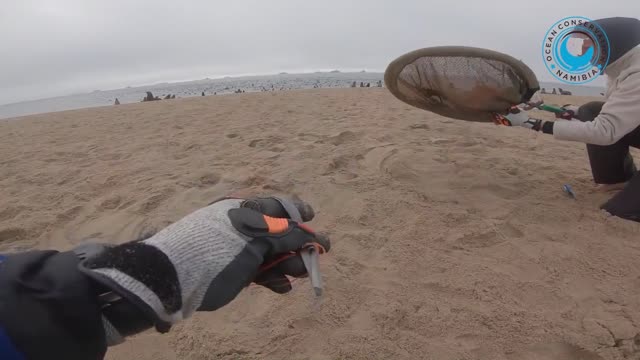 Look At This Baby Seal THANKS His Rescuers