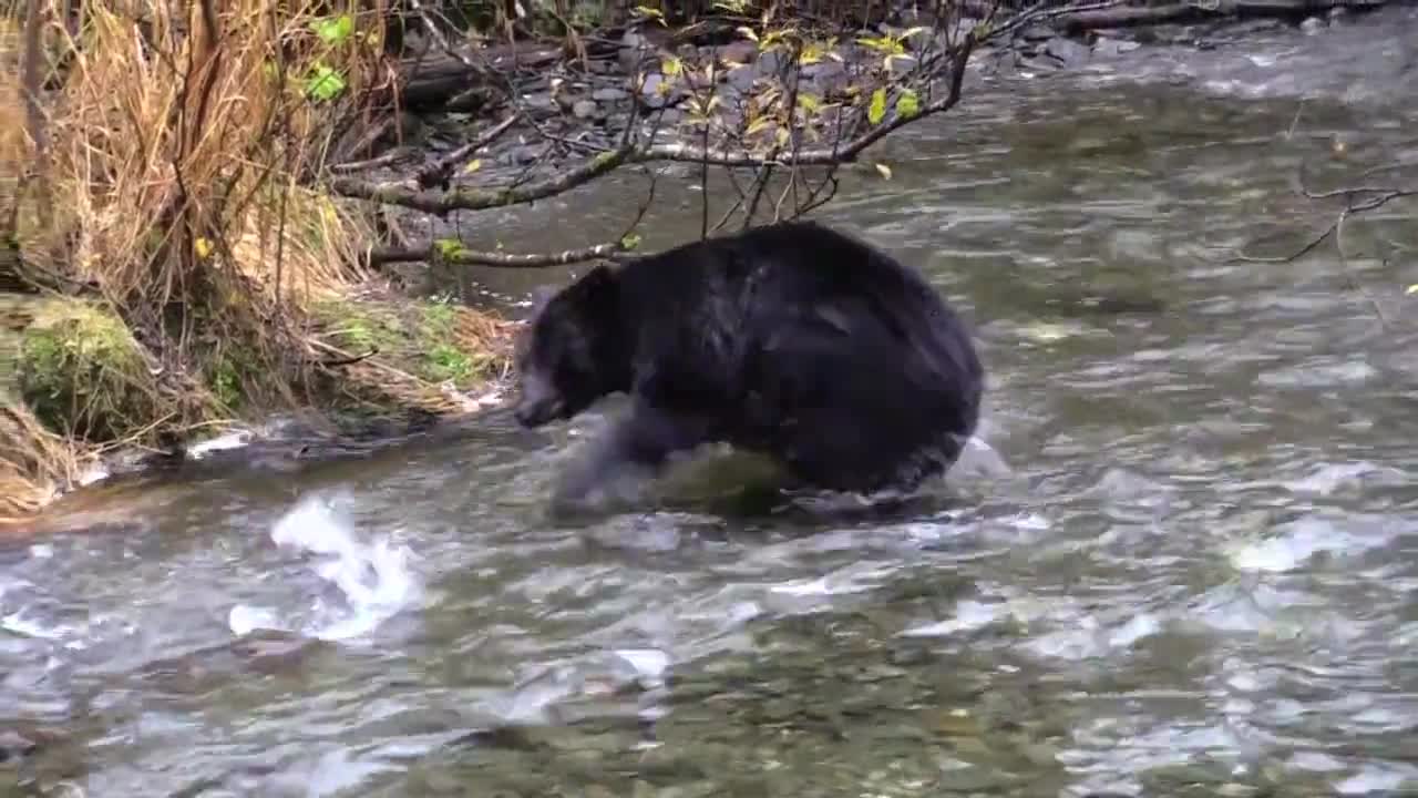 Black Bear i