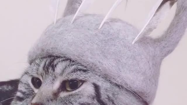 Cute cat wearing a crown