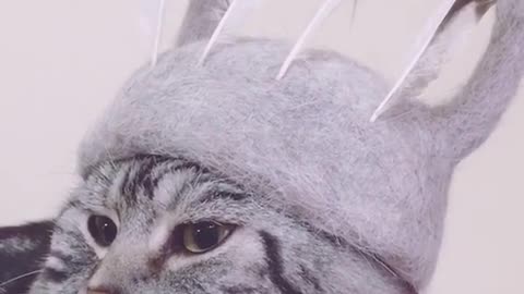 Cute cat wearing a crown