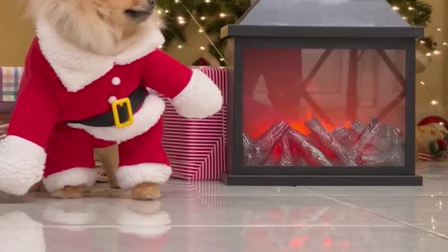 Dog in Christmas costume