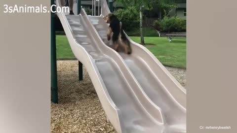 Video will get STOMACH ACHE FROM LAUGHING SO HARD 🤣🐶Funny Dog Videos 2020