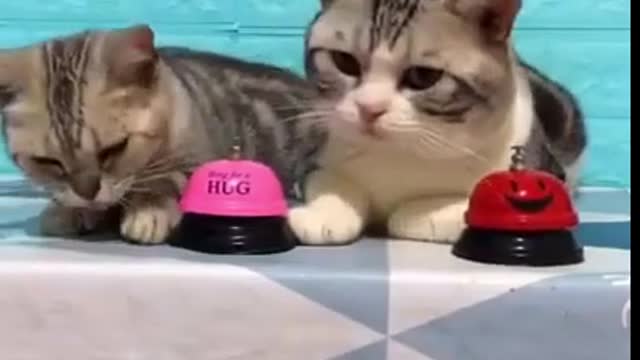 funny smart kittens to give lots of laughs