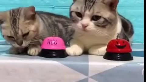 funny smart kittens to give lots of laughs