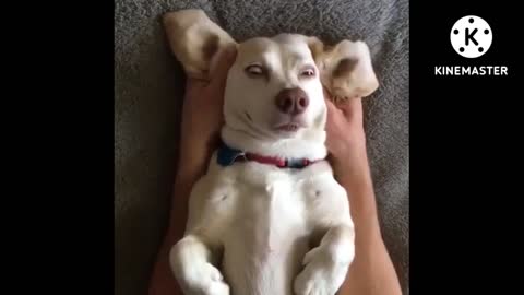 Funny Dog