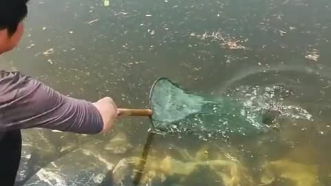 Recent Primitive Technology FISH TRAP today