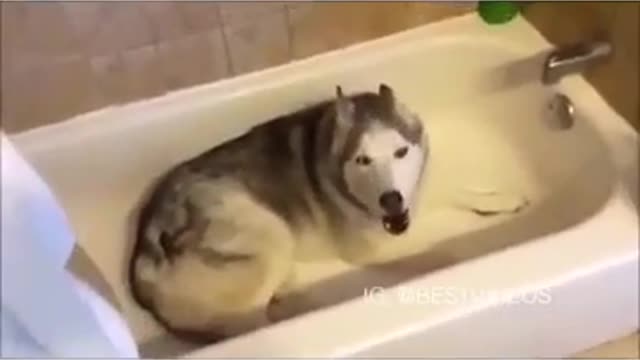 This husky is mad because he wants to take a bath but isn-t allowed to