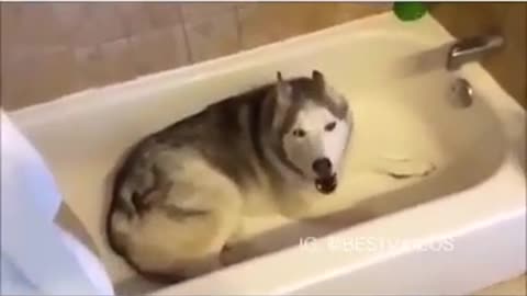 This husky is mad because he wants to take a bath but isn-t allowed to