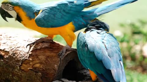 Couples parrot loving each other |