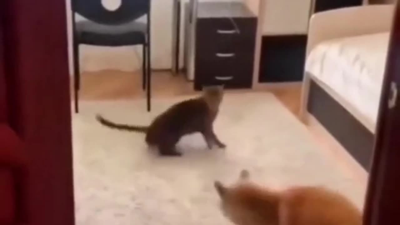 Hilarious dog and cats!!