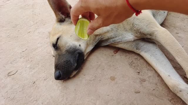 Sleeping dog Prank with lemon