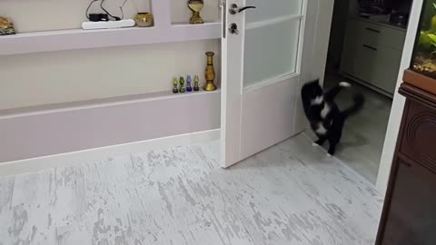 The Funniest Cat Walk Hop ( Brownie the cat )