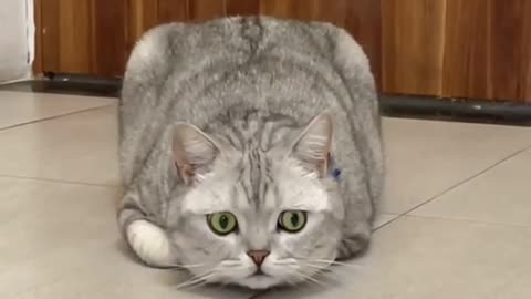 Cat becomes cube