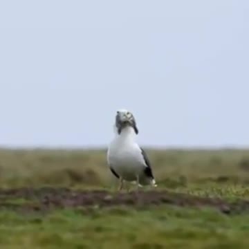 The sea gull swallows the rabbit whole.