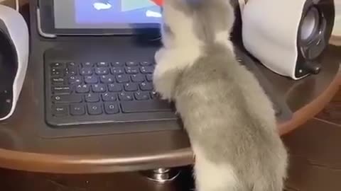 The cat is watching a cartoon