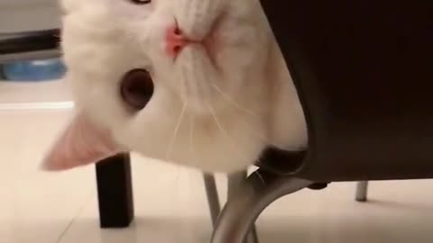 Hello human !!! I am cute cat