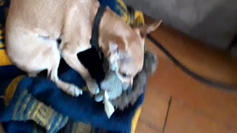 Dog with a squirrel