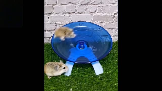 Funny pet (pan)