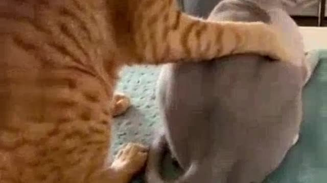 Funny animals