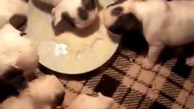 cute dog eating