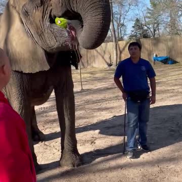 Hand feeding Elephants with my amazing wife!