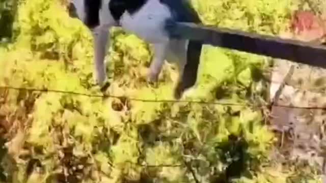 Funny animals - Funny cats / dogs - Funny animal videos