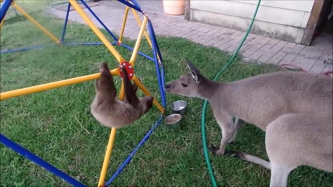 cute baby sloths having fun