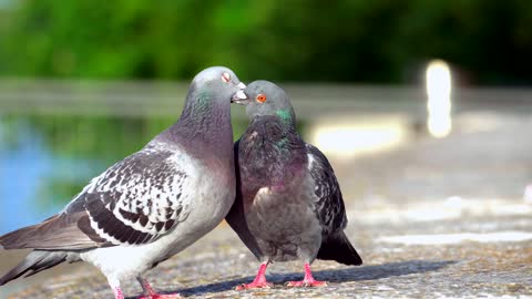 pigeon Birds