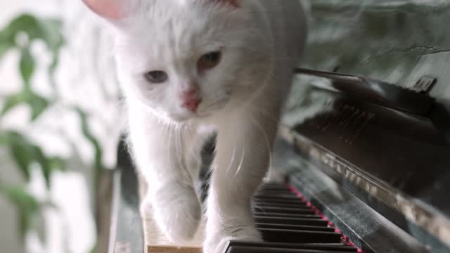 cat walks on piano