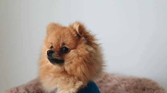 cute dog