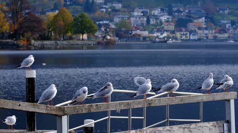 VIDEOS WITH BEAUTIFUL SEAGULLS FLYING SOON FREE AND LOOSE IN NATURE [UPDATED 2022]!